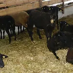 Einkehrhof Poggau شقة Reinsberg