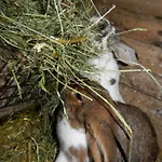 Einkehrhof Poggau