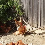 شقة Einkehrhof Poggau *