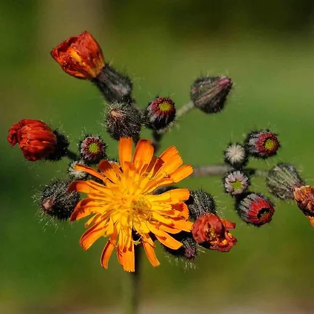 Apartamento Einkehrhof Poggau Reinsberg