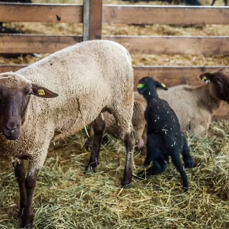 Apartman Einkehrhof Poggau Reinsberg