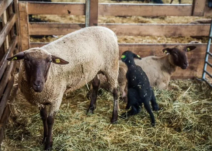 Lägenhet Einkehrhof Poggau Reinsberg